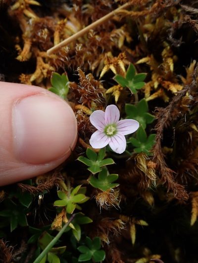 Geranium sibbaldioides, photographed by Nolan Exe