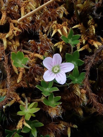 Geranium sibbaldioides, photographed by Nolan Exe