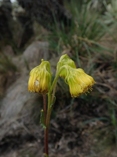 Senecio chionogeton, photographed by Nolan Exe