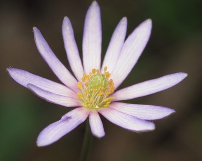 Anemone berlandieri, photographed by Adam Kranz