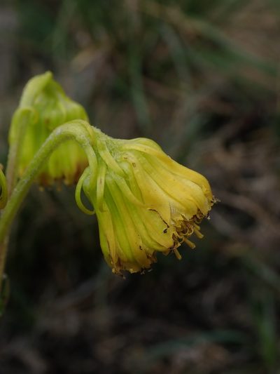 Senecio chionogeton, photographed by Nolan Exe