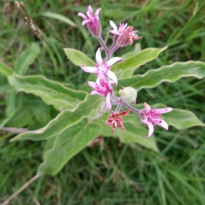 Oxypetalum solanoides, photographed by Sergio Olalde
