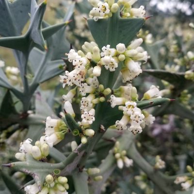 Colletia paradoxa, photographed by Sergio Olalde
