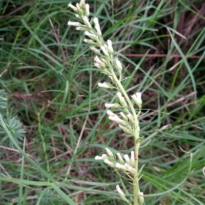Baccharis coridifolia, photographed by Sergio Olalde