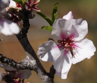 Prunus amygdalus, photographed by Ina Siebert