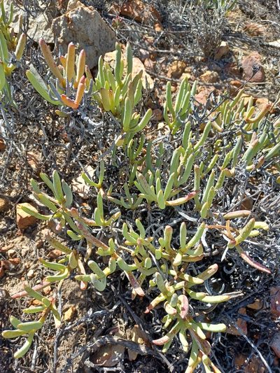 Ruschia caroli, photographed by Danie Palm