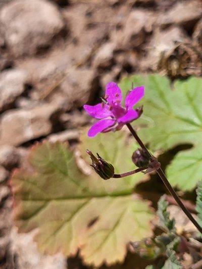 Erodium chium, photographed by Jacek Pietruszewski