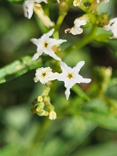 Heliotropium messerschmidioides, photographed by Jacek Pietruszewski