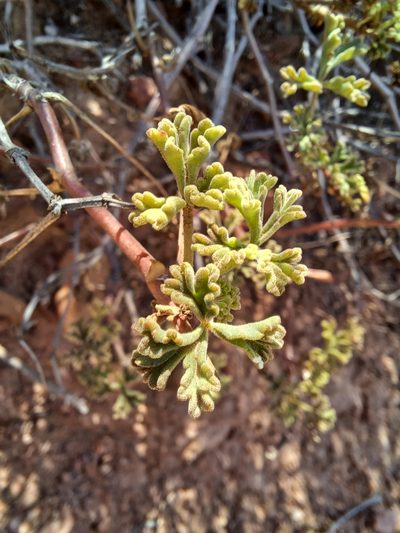 Pelargonium trifidum, photographed by Danie Palm