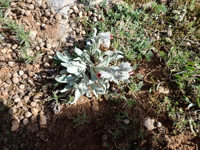 Pardoglossum cheirifolium, photographed by David Delon
