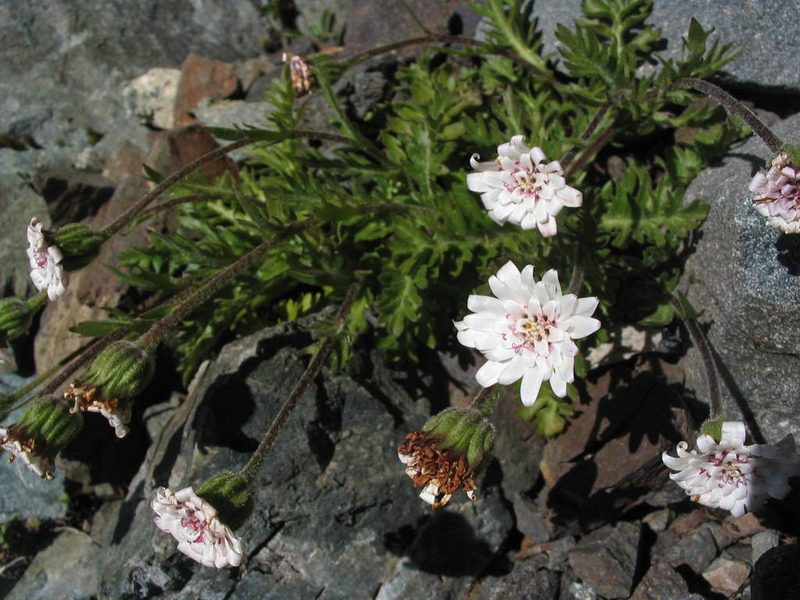 Leucheria eriocephala, photographed by cstobie