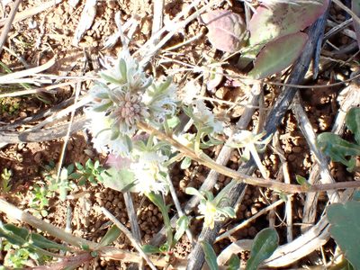 Reseda phyteuma, photographed by David Delon