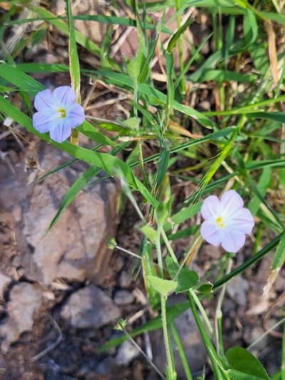 Convolvulus siculus, photographed by Jacek Pietruszewski