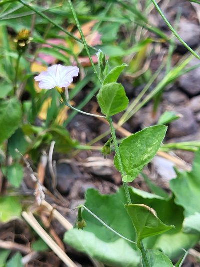 Convolvulus siculus, photographed by Jacek Pietruszewski