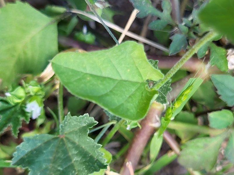 Convolvulus siculus, photographed by Jacek Pietruszewski