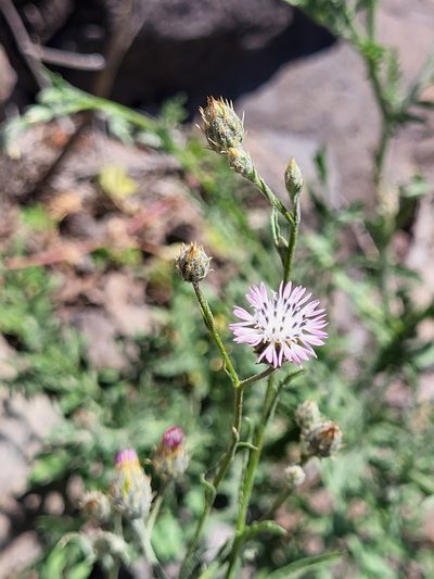 Volutaria canariensis, photographed by Jacek Pietruszewski