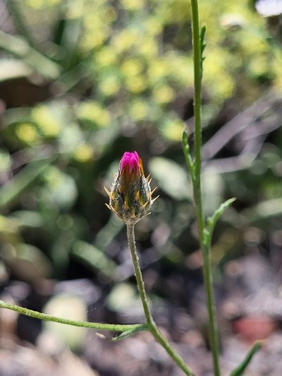 Volutaria canariensis, photographed by Jacek Pietruszewski