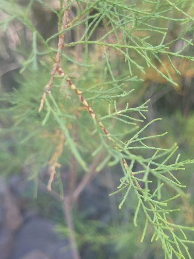 Tamarix canariensis, photographed by Jacek Pietruszewski
