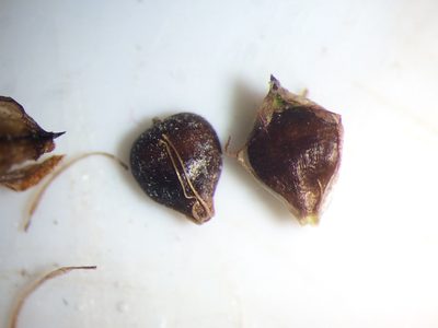 Schoenoplectiella smithii, photographed by Étienne Lacroix-Carignan