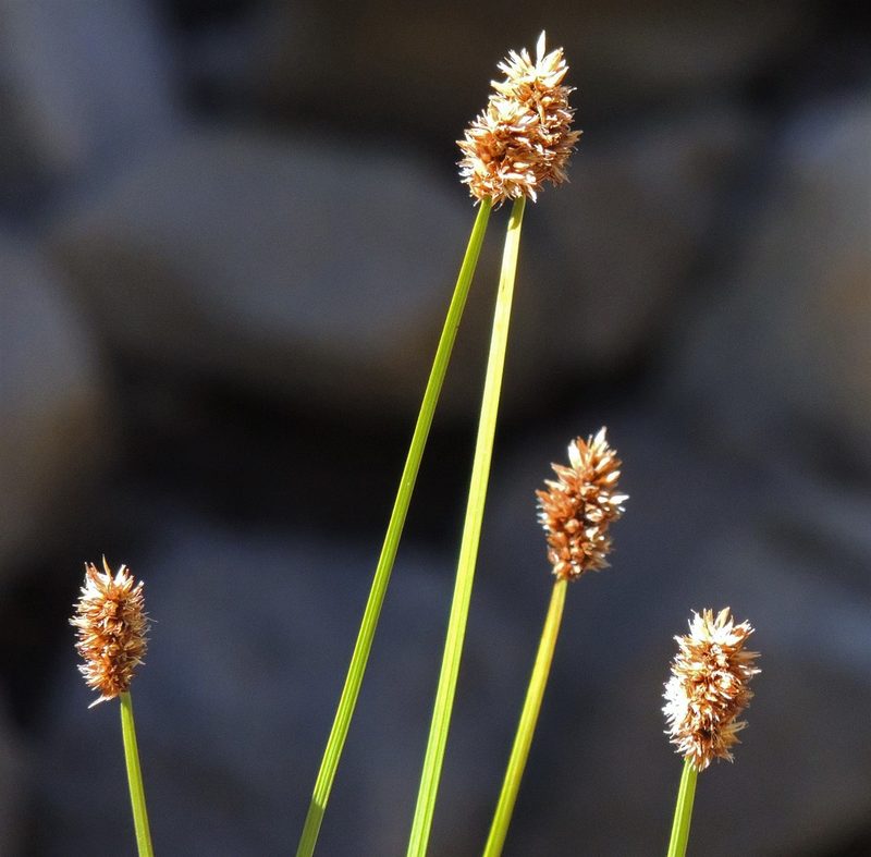 Carex firmicaulis, photographed by Hugo Hulsberg