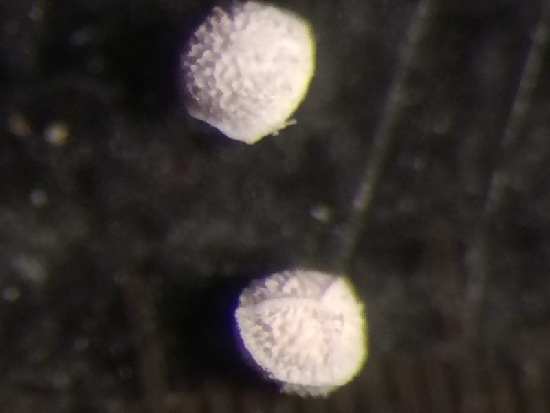 Isoetes laurentiana, photographed by Étienne Lacroix-Carignan