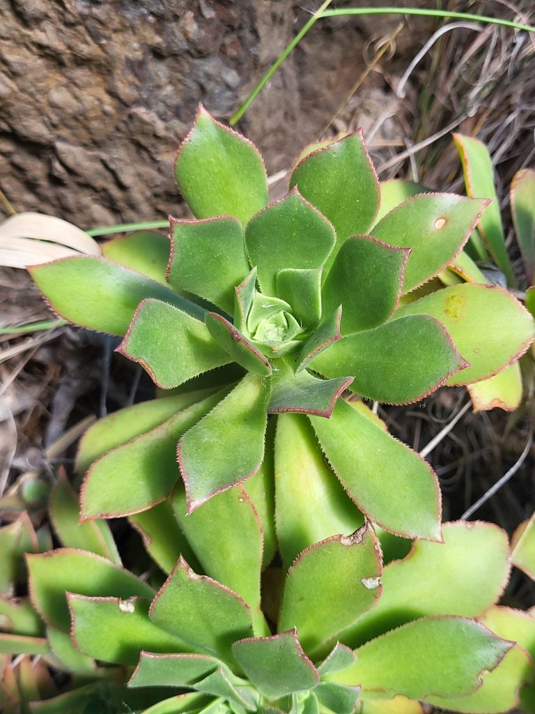 Aeonium decorum, photographed by Jacek Pietruszewski