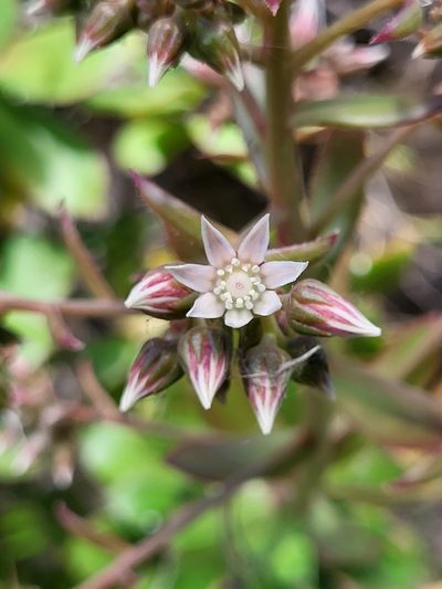 Aeonium decorum, photographed by Jacek Pietruszewski