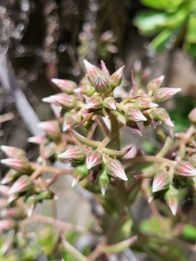 Aeonium decorum, photographed by Jacek Pietruszewski