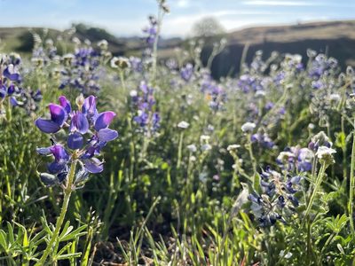 Lupinus nanus, photographed by L. Wood