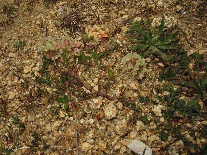 Trifolium occidentale, photographed by José Luis Camaño