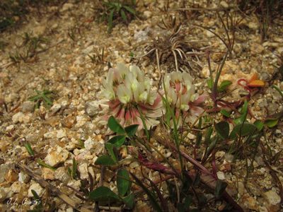 Trifolium occidentale, photographed by José Luis Camaño