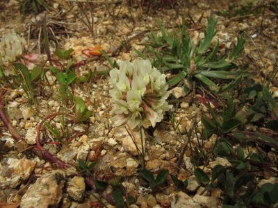 Trifolium occidentale, photographed by José Luis Camaño