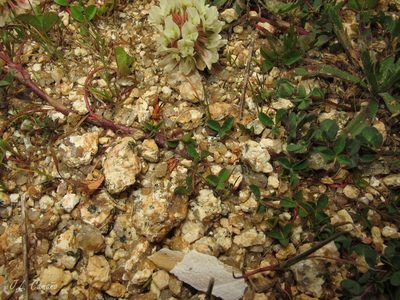 Trifolium occidentale, photographed by José Luis Camaño