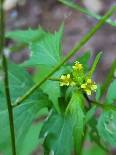 Sisymbrium erysimoides, photographed by Jacek Pietruszewski