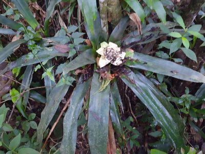 Edmundoa lindenii, photographed by Diego Dos Anjos Souza