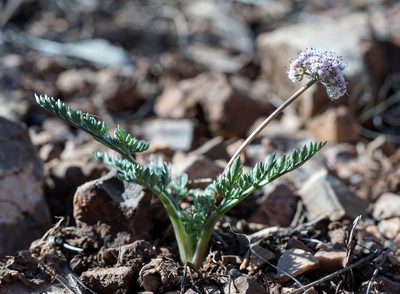 Lomatium nevadense, photographed by Andrew Tree