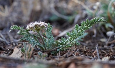 Lomatium nevadense, photographed by Andrew Tree