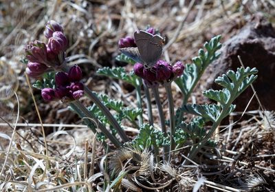 Vesper multinervatus, photographed by Andrew Tree