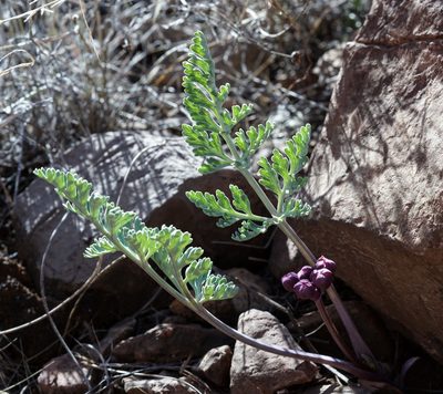 Vesper multinervatus, photographed by Andrew Tree