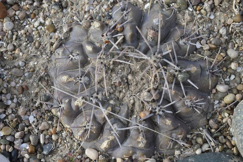 Gymnocalycium gibbosum, photographed by E Santos Ortega
