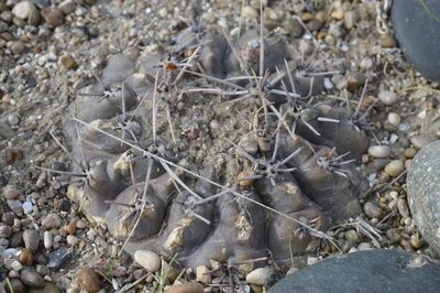 Gymnocalycium gibbosum, photographed by E Santos Ortega