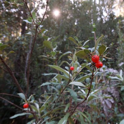 Coprosma hirtella, photographed by Cowirrie