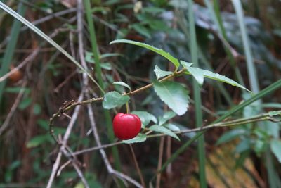 Aristotelia peduncularis, photographed by Cowirrie