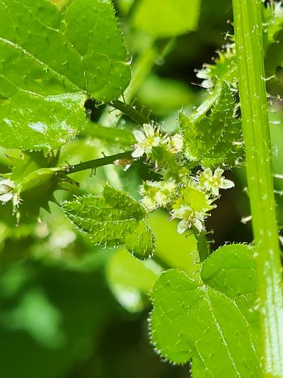 Drusa glandulosa, photographed by Jacek Pietruszewski