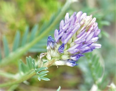 Astragalus laxmannii, photographed by Eric Lamb
