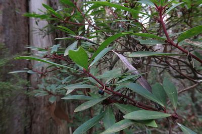 Tasmannia lanceolata, photographed by Cowirrie