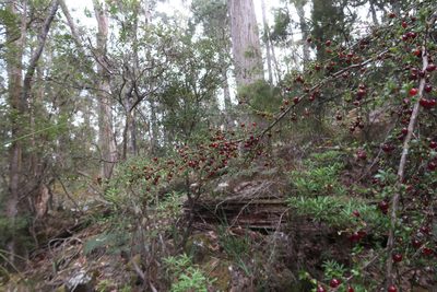 Coprosma quadrifida, photographed by Cowirrie