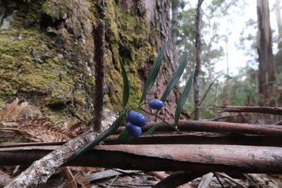 Drymophila cyanocarpa, photographed by Cowirrie