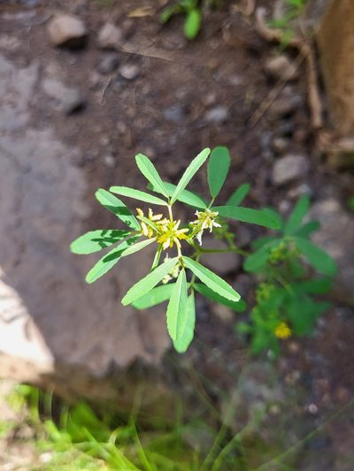 Melilotus sulcatus, photographed by Jacek Pietruszewski