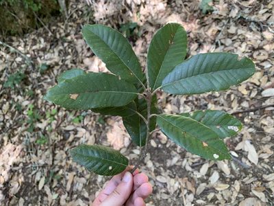 Notholithocarpus densiflorus, photographed by Neal Kelso